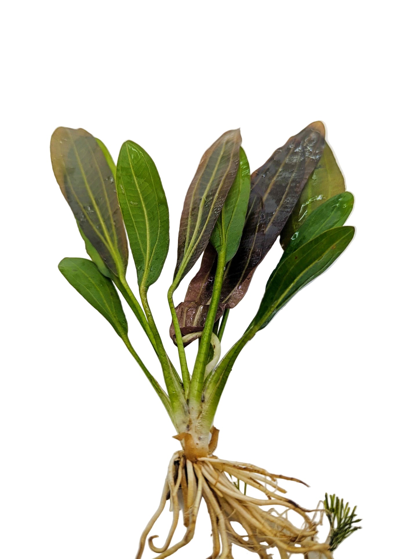 Echinodorus 'Barthii'