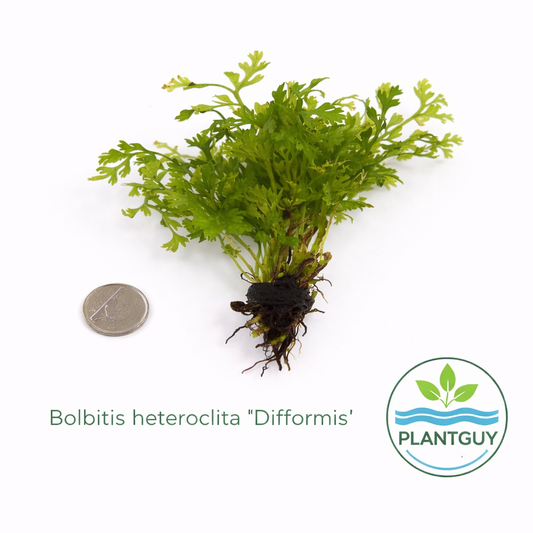 Bolbitis heteroclita 'difformis'