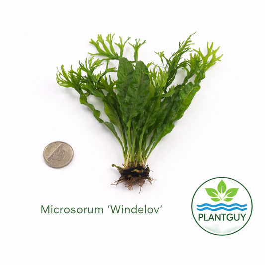 Microsorum pteropus 'windelov'