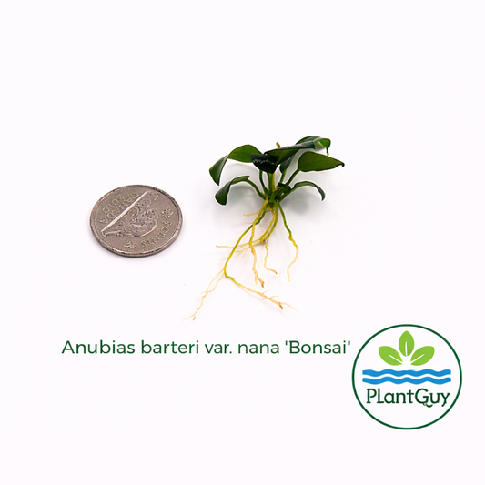 Anubias barteri nana bonsai (one rhizome)