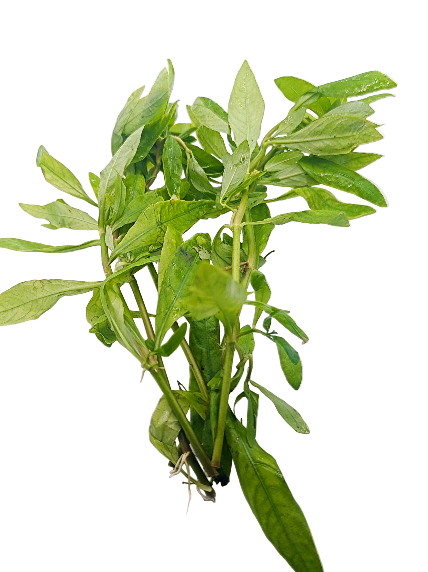 Hygrophila polysperma