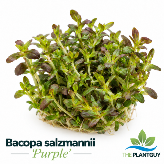 Bacopa salzmanni 'purple'- Tissue Culture