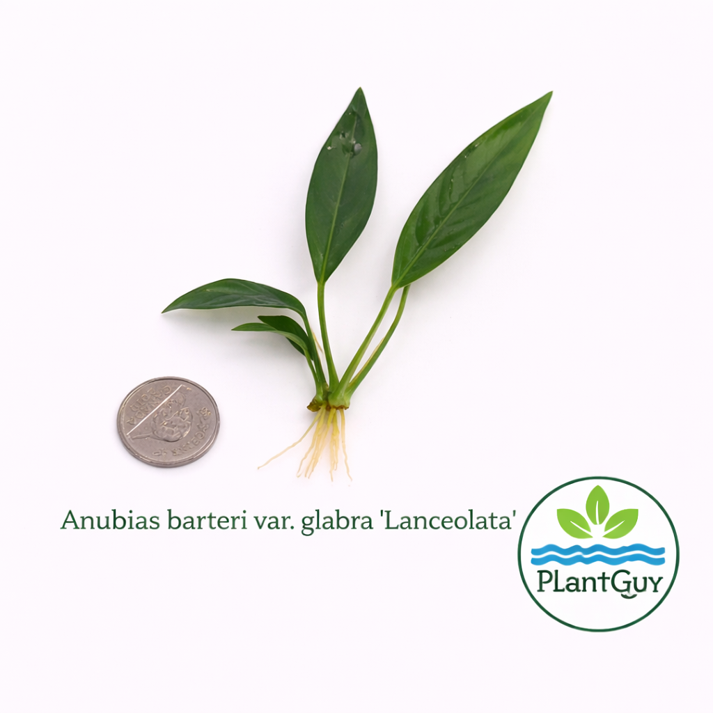 Anubias barteri var glabra 'lancetota'