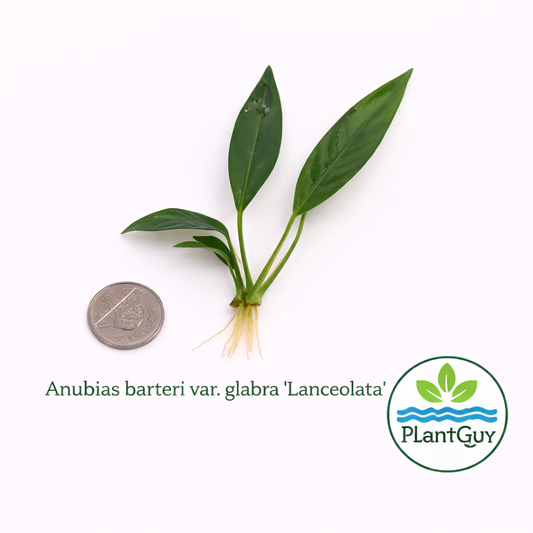Anubias barteri var glabra 'lancetota'