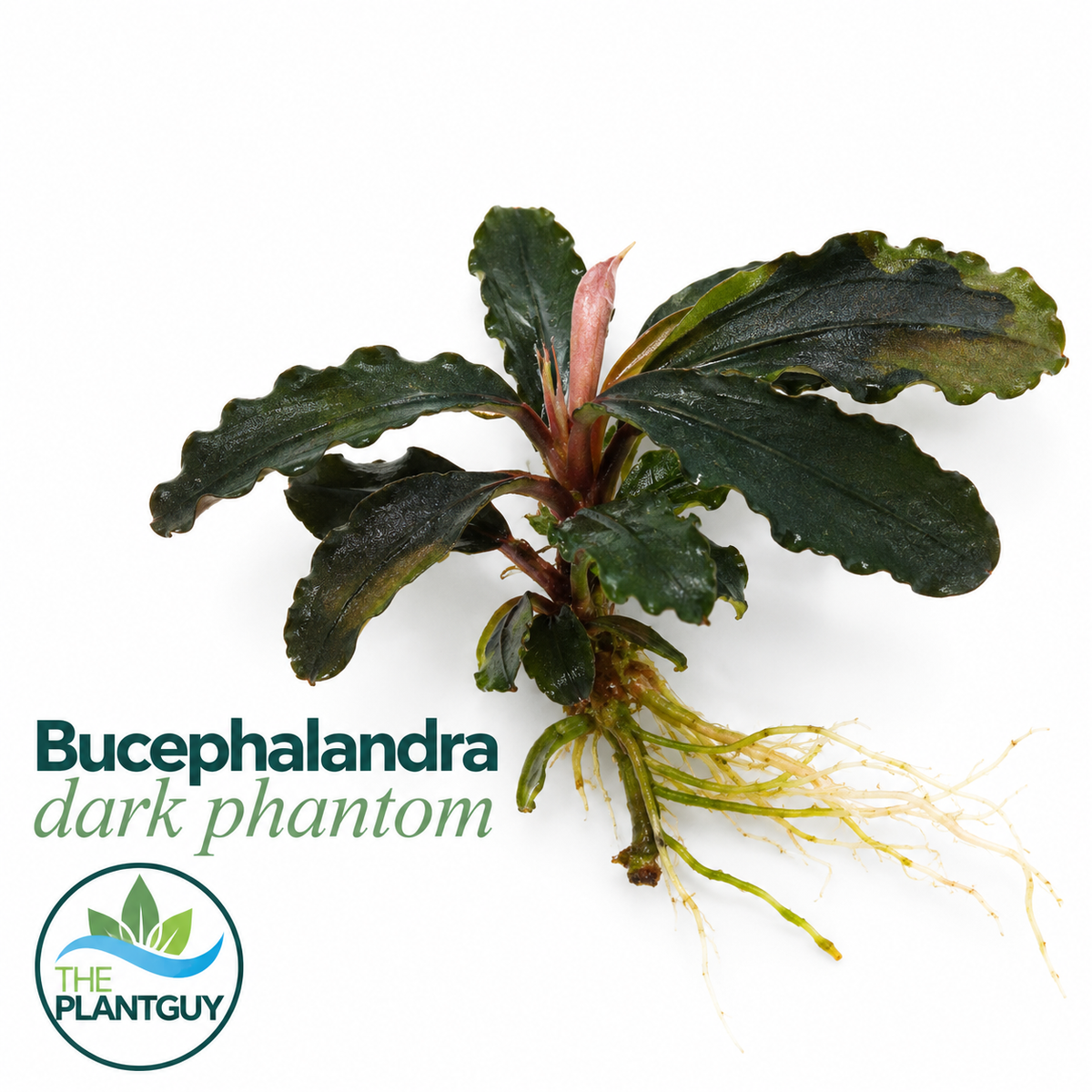 Bucephalandra dark phantom