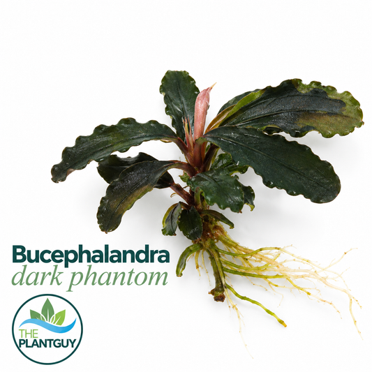 Bucephalandra dark phantom