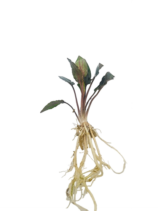 Cryptocoryne petchii