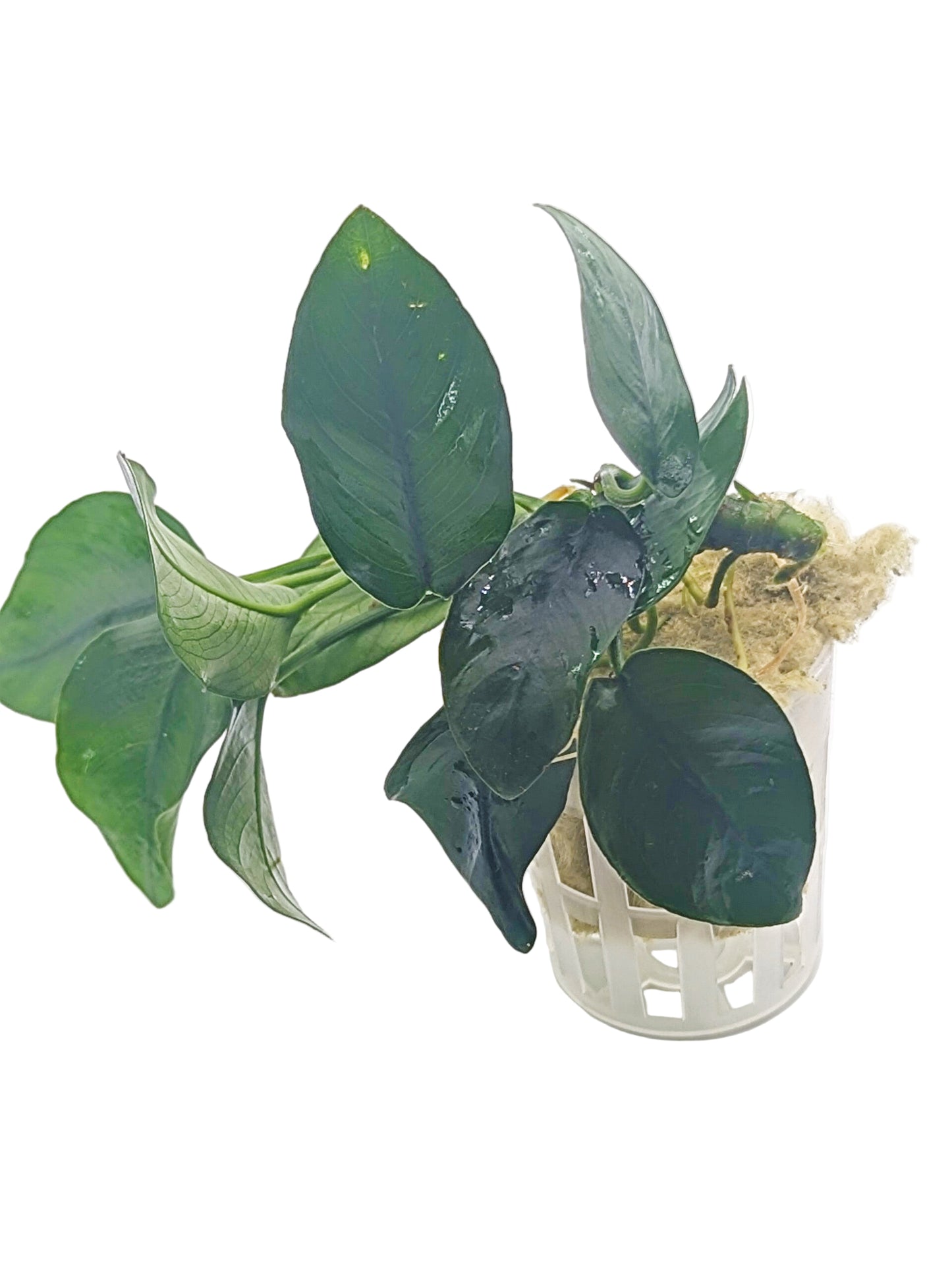 Anubias barteri nana