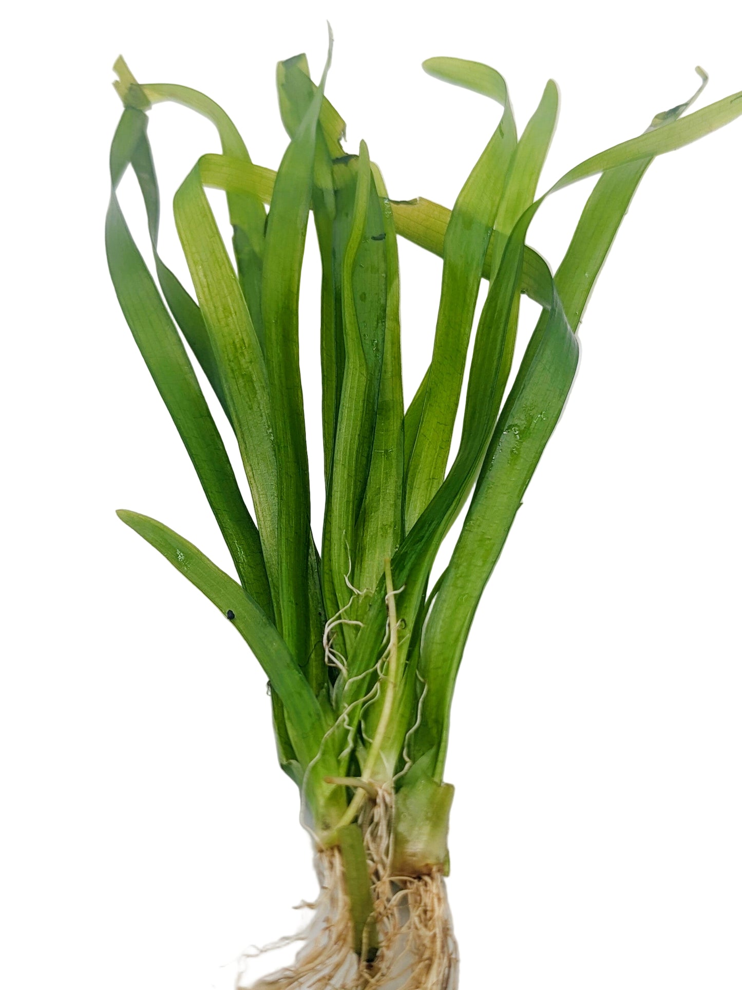 Vallisneria Americana Var. americana (3 plants)