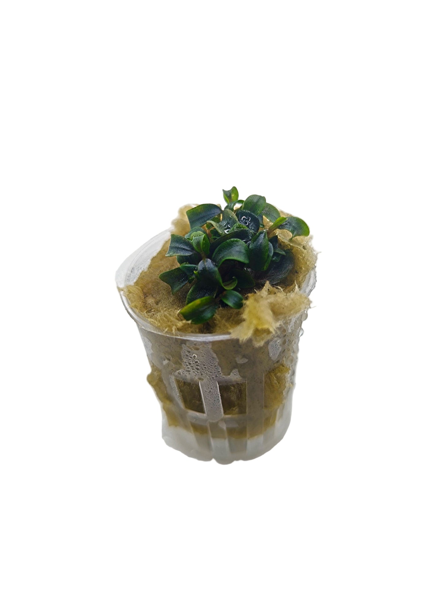 Bucephalandra 'needle leaf'- Potted