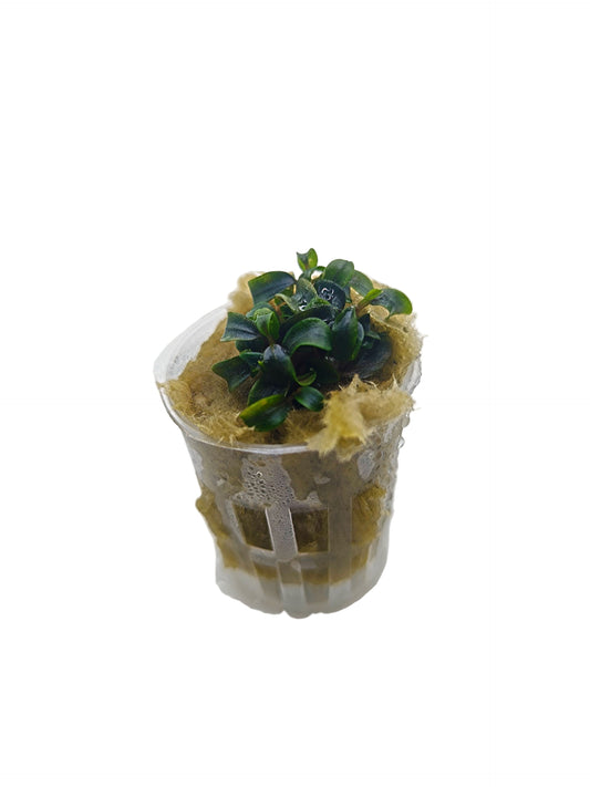 Bucephalandra 'needle leaf'- Potted