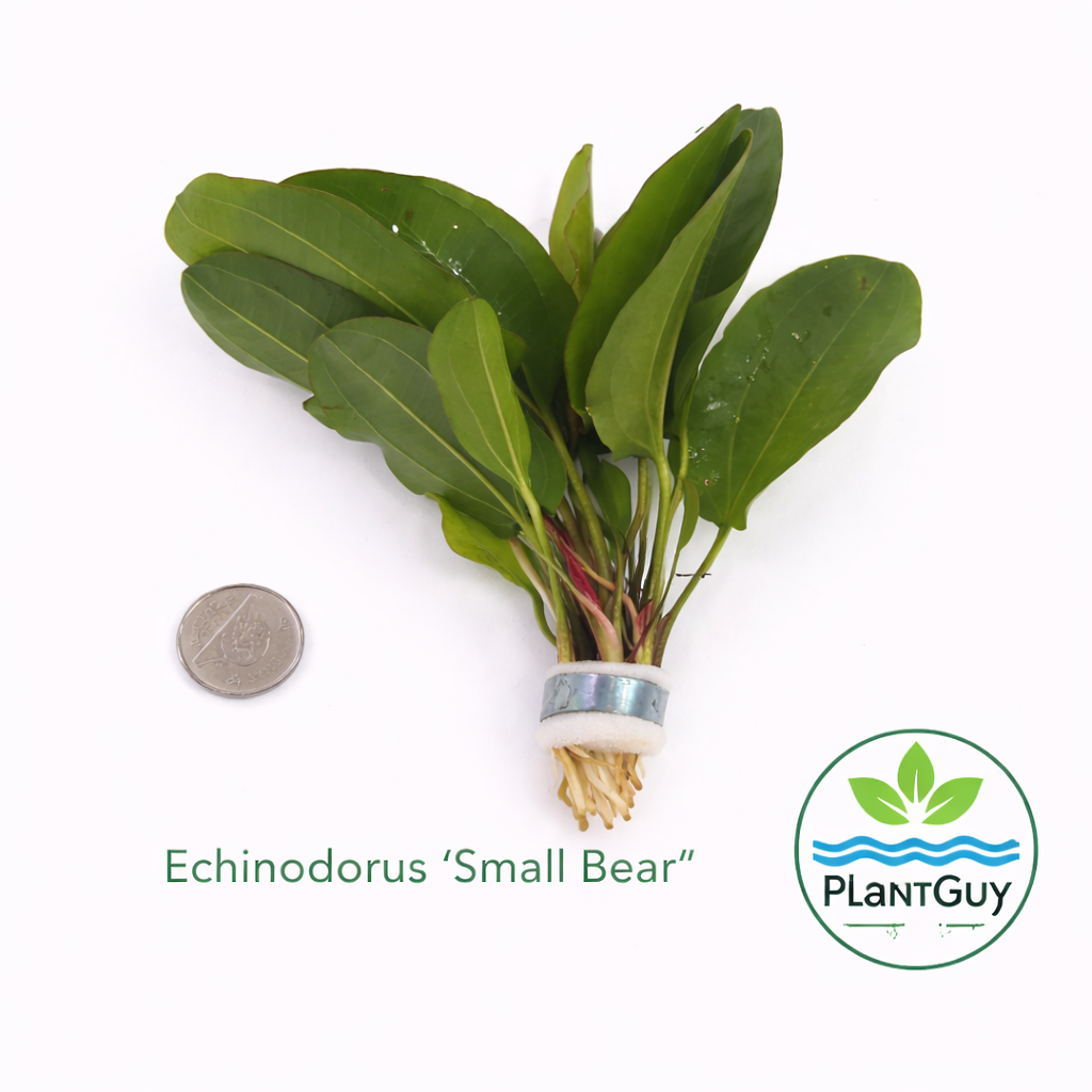 Echinodorus small Bear