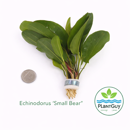Echinodorus small Bear