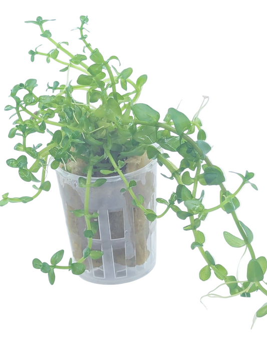 Bacopa Carolinia- Potted