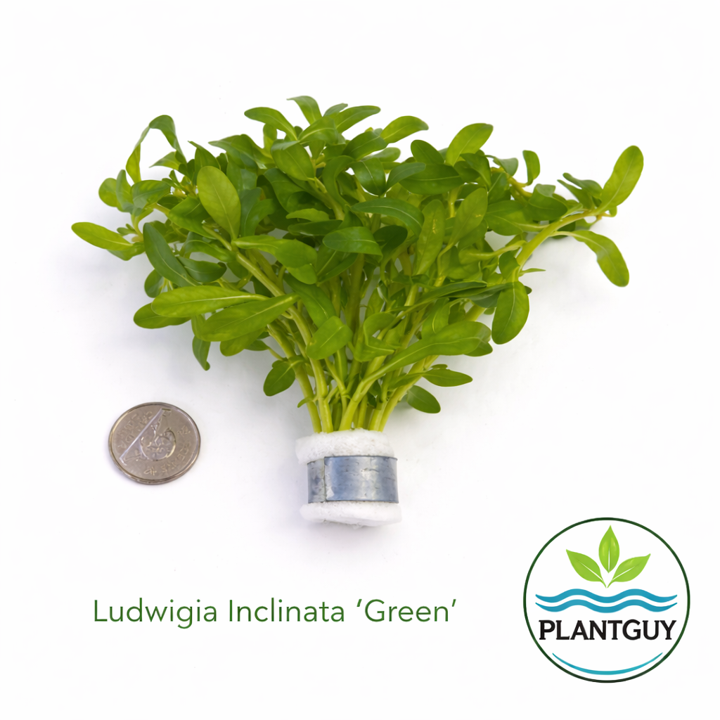 Ludwigia inclinata green