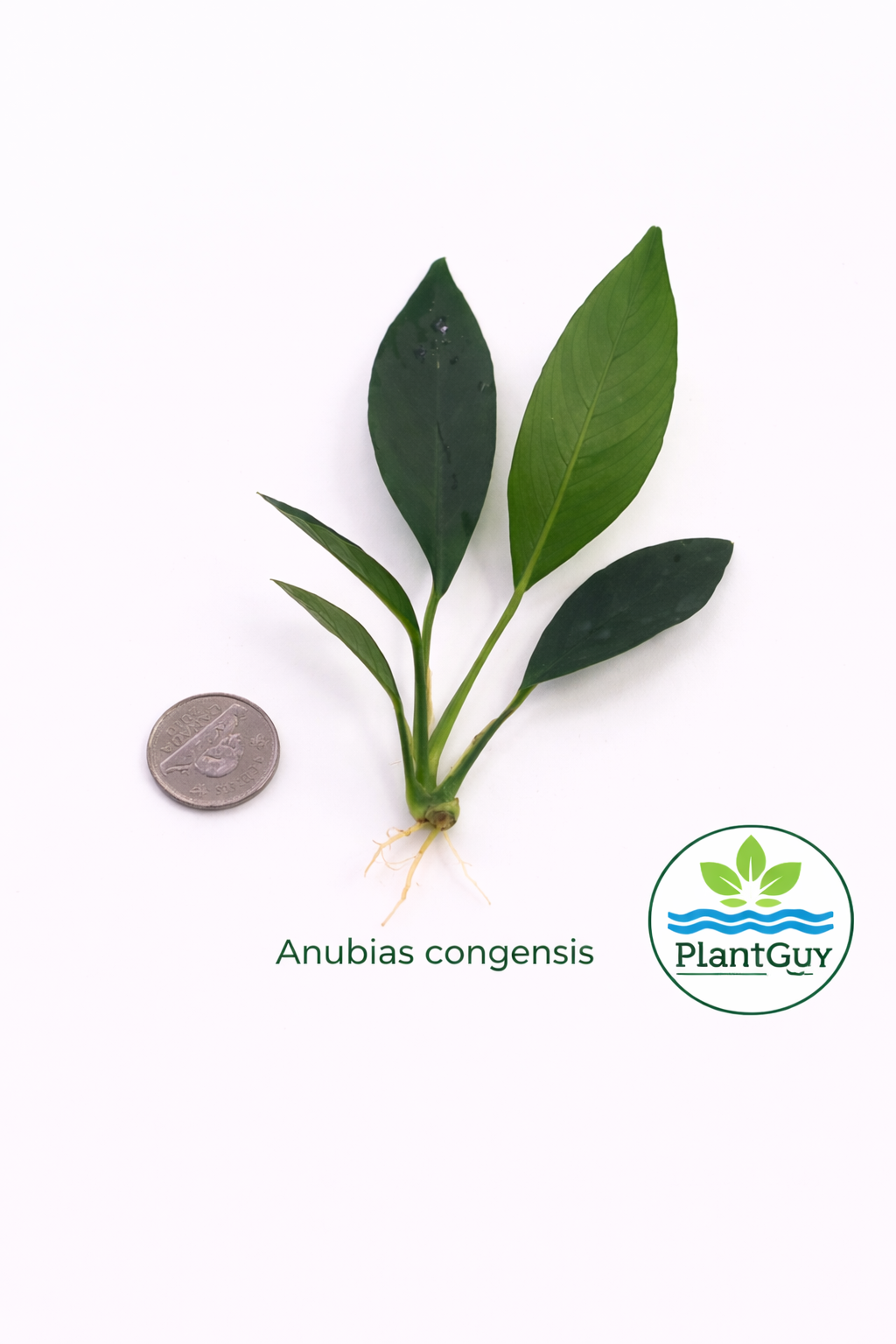Anubias congensis