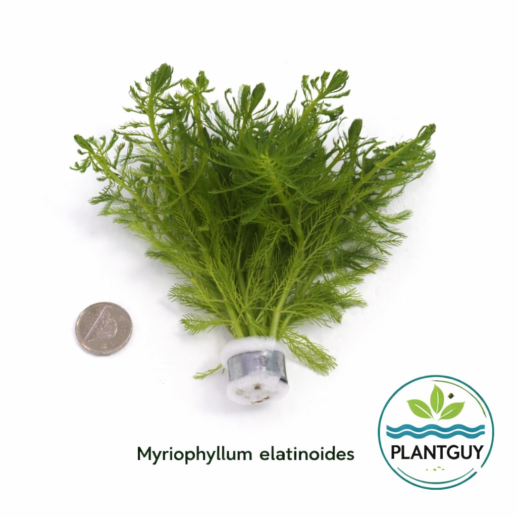 Myriophyllum elatinoides