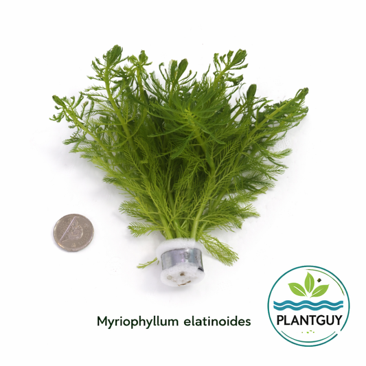 Myriophyllum elatinoides