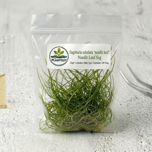 Sagittaria subulata 'needle leaf'- Tissue Culture