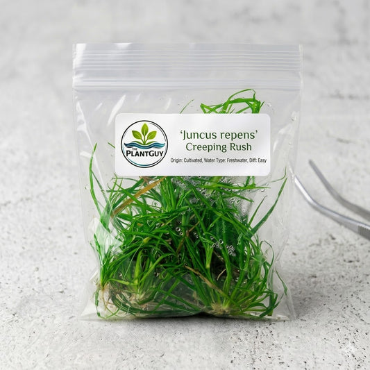 Juncus repens- Tissue Culture