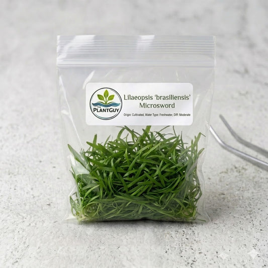 Lilaeopsis brasiliensis'- Tissue Culture