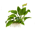 Tropica 1-2 Grow- Anubias barteri nana
