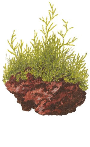 Taxiphyllum barbieri (java moss)