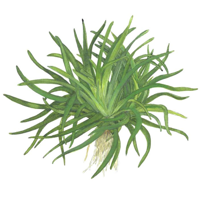 Tropica 1-2 Grow-Eriocaulon polaris