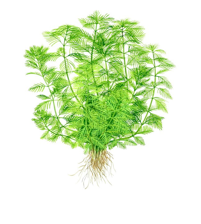 Tropica 1-2 Grow-Myriophyllum mattogrossense