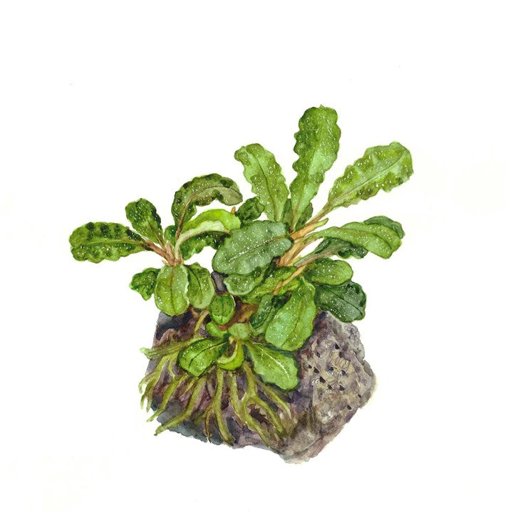 Tropica 1-2-GROW -Bucephalandra pygmaea  'Bukit Kelam'