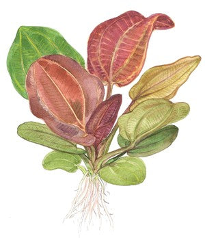 Tropica 1-2-GROW - Echinodorus 'Reni'