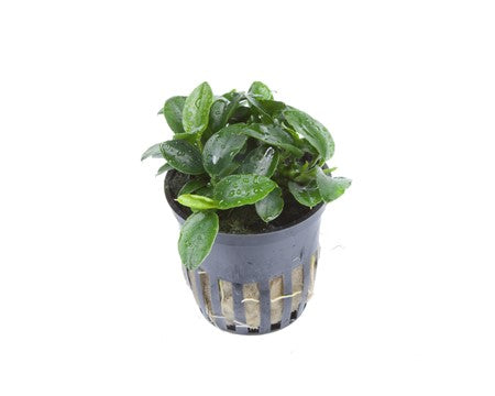 TROPICA- Anubias nana 'petite' - theplantguy