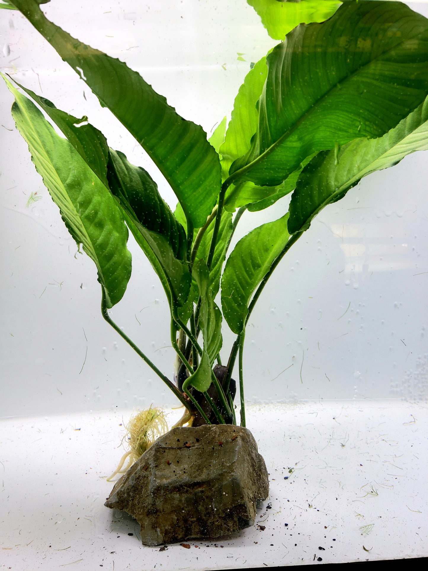 Anubias heterophylla -[L] 25cm