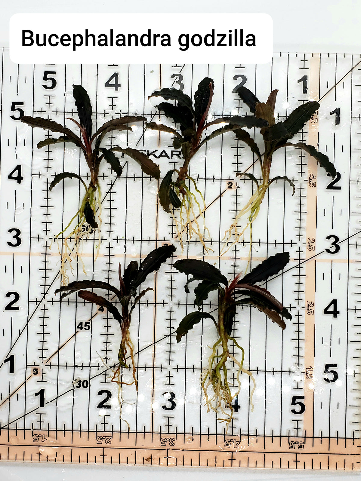 Bucephalandra godzilla (kedagang red) (one rhizome per order)