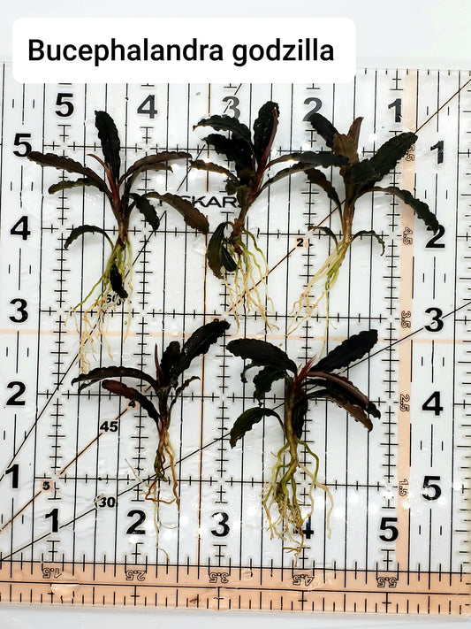 Bucephalandra godzilla (kedagang red) (one rhizome per order)