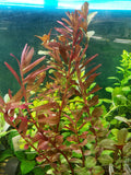 Rotala rotundifolia reddish (Vietnam)  (5 stems)