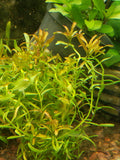 Rotala red cross (5 stems)