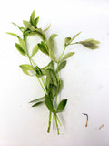 Hygrophila polysperma (5 stems)