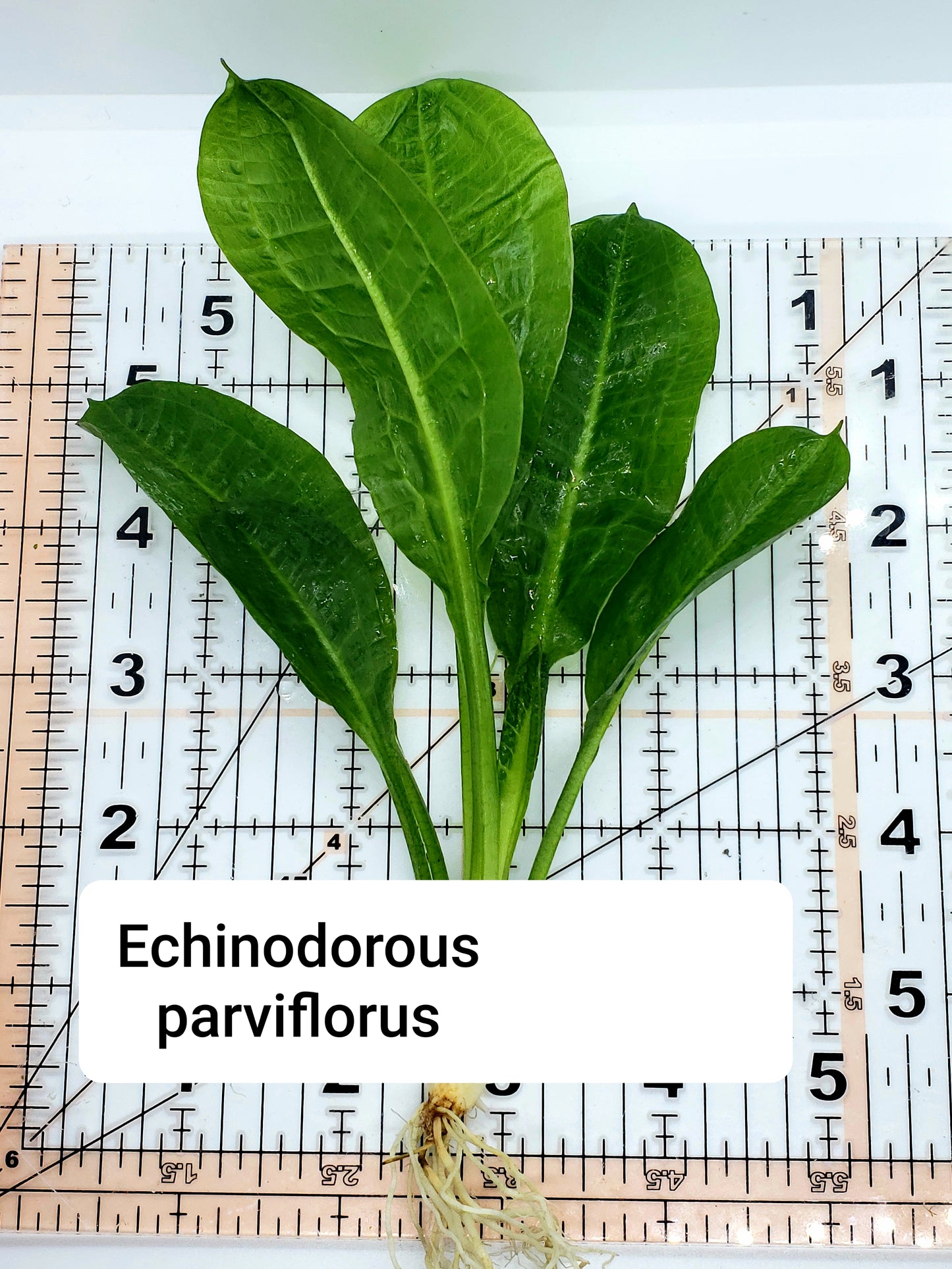 Echinodorus parviflorus