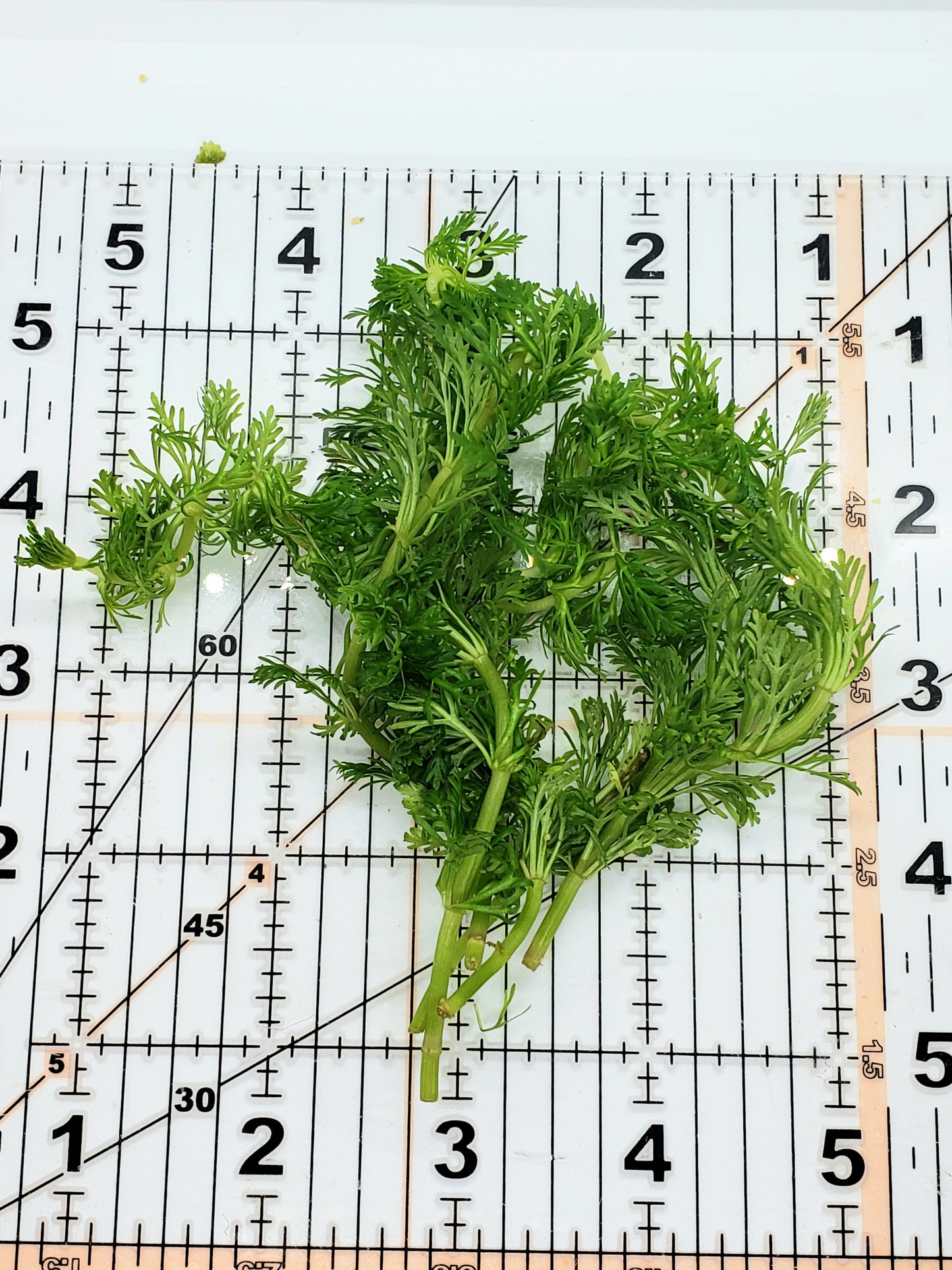 Limnophila aquatica