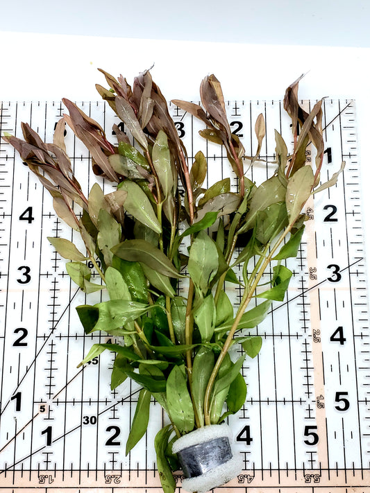 Ammania gracilis( 5 stems)
