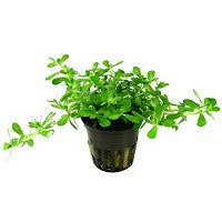 TROPICA- Bacopa 'Compact' - theplantguy