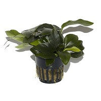TROPICA- Anubias nana 'Large' - theplantguy