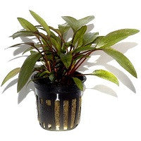 TROPICA- Cryptocoryne beckettii 'Petchii' - theplantguy