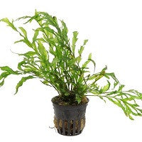 TROPICA- Bolbitis heudelotii - theplantguy