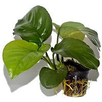 TROPICA- Anubias barteri var. caladiifolia - theplantguy