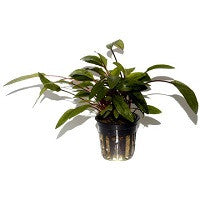 TROPICA- Cryptocoryne undulata 'Broad Leaves' - theplantguy