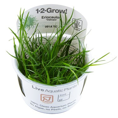 Tropica 1-2 Grow-Eriocaulon polaris
