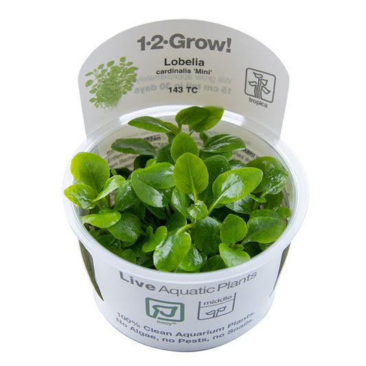Tropica 1-2 Grow-Lobelia cardinalis 'Mini'