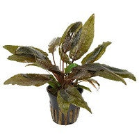 TROPICA- Cryptocoryne wendtii 'Tropica' - theplantguy